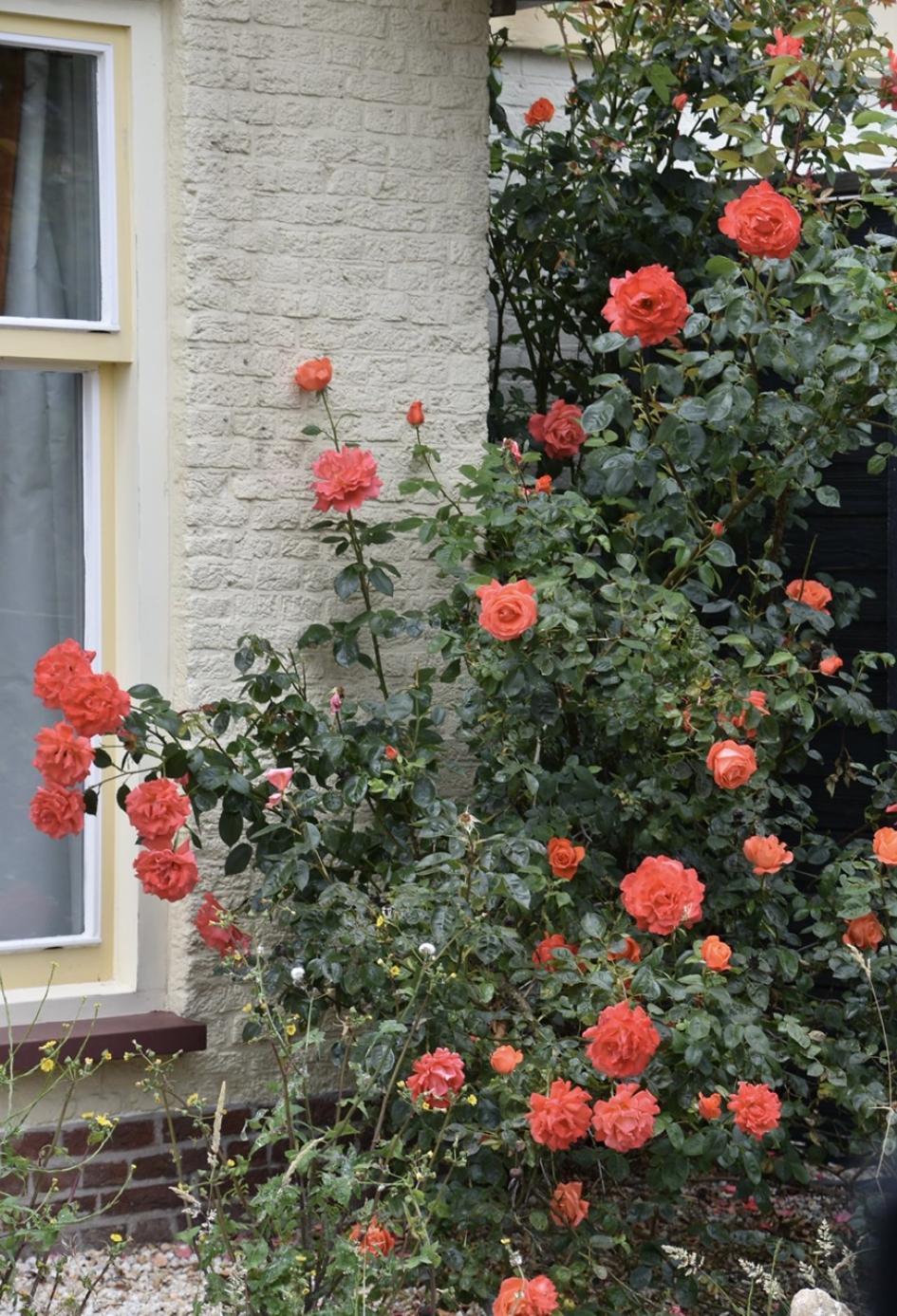 Rozenstruik - Planten - 