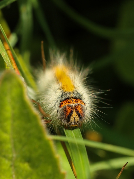 Rups kleine hageheld