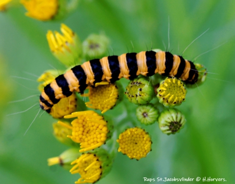 Rups St.Jacobsvlinder