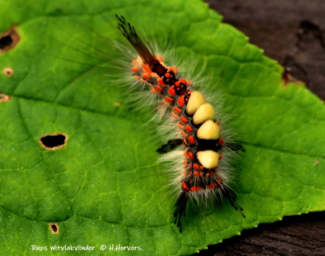 Rups Witvlakvlinder.