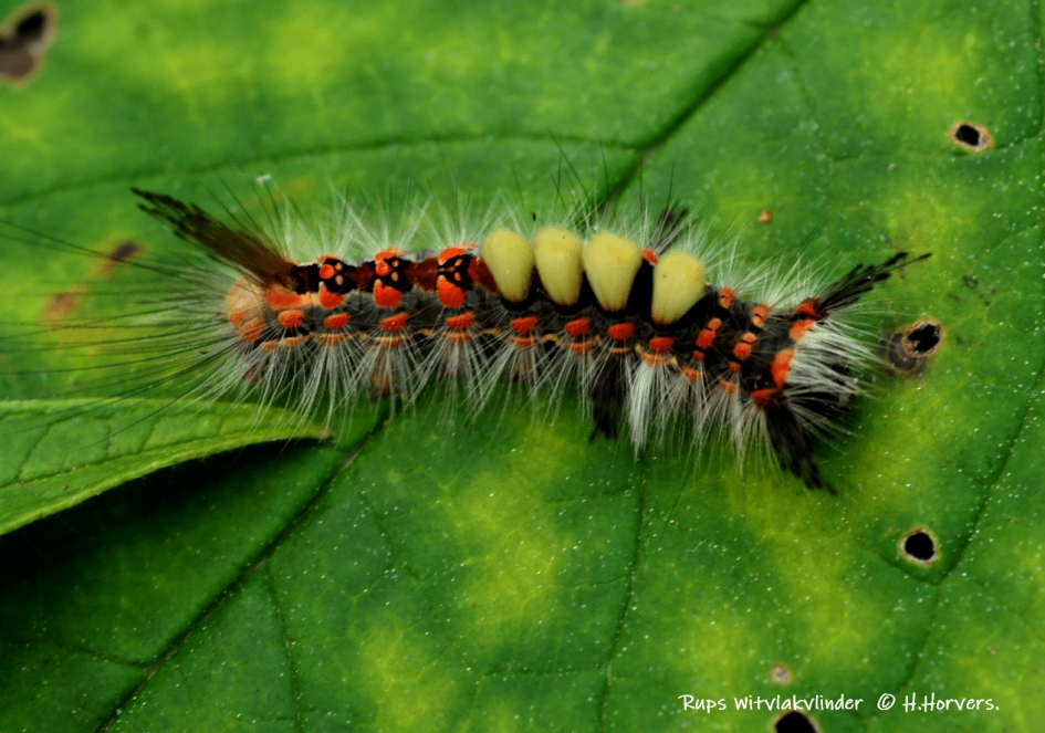 Rups Witvlakvlinder. - Geleedpotigen - Rups Witvlakvlinder.