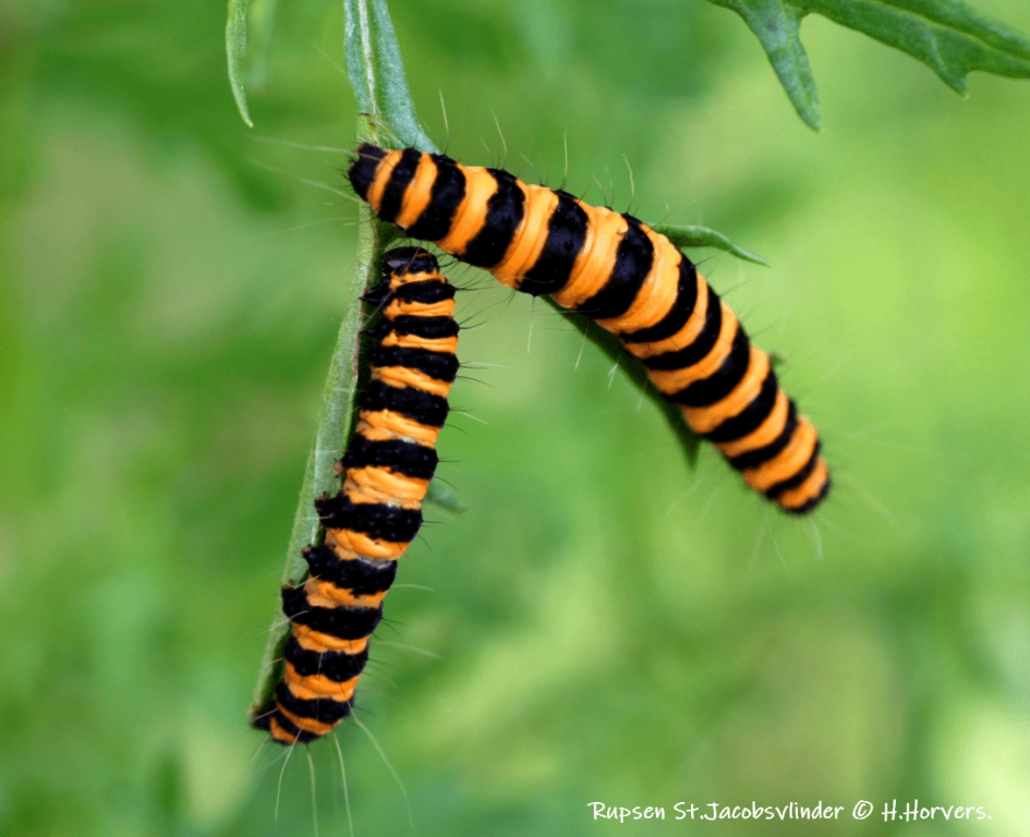 Rupsen  St.Jacobsvlinder - Geleedpotigen - Rupsen  St.Jacobsvlinder