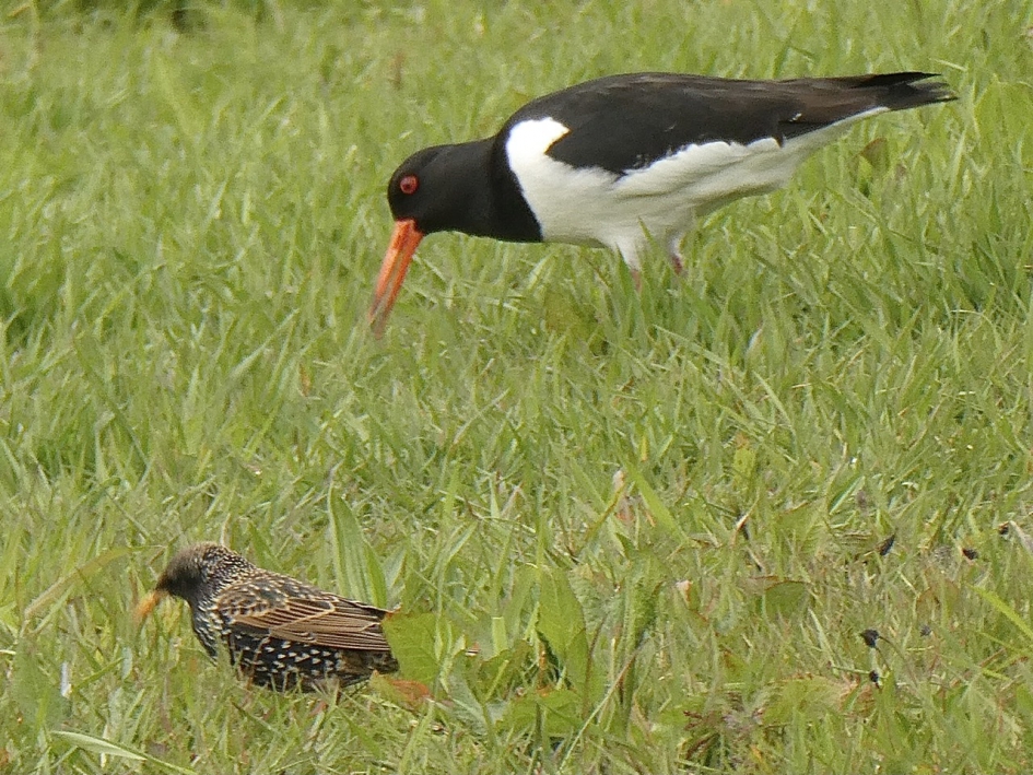 Scholekster en spreeuw - Vogels - 