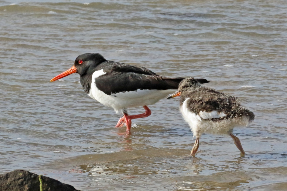 Scholekster met jong - Vogels - 