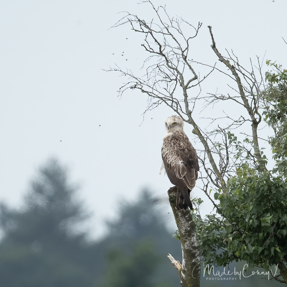 Slangenarend - Vogels - Slangenarend