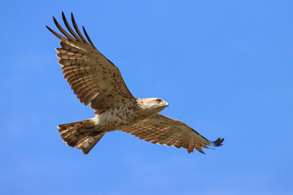 Slangenarend - Vogels - Slangenarend