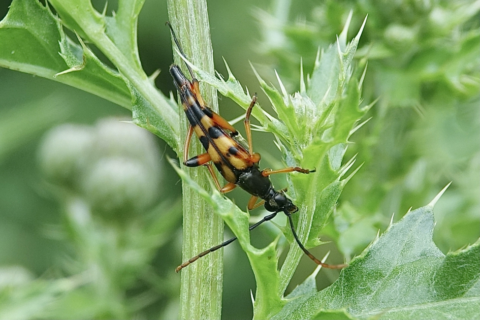 Slanke smalboktor - Geleedpotigen - Slanke smalboktor