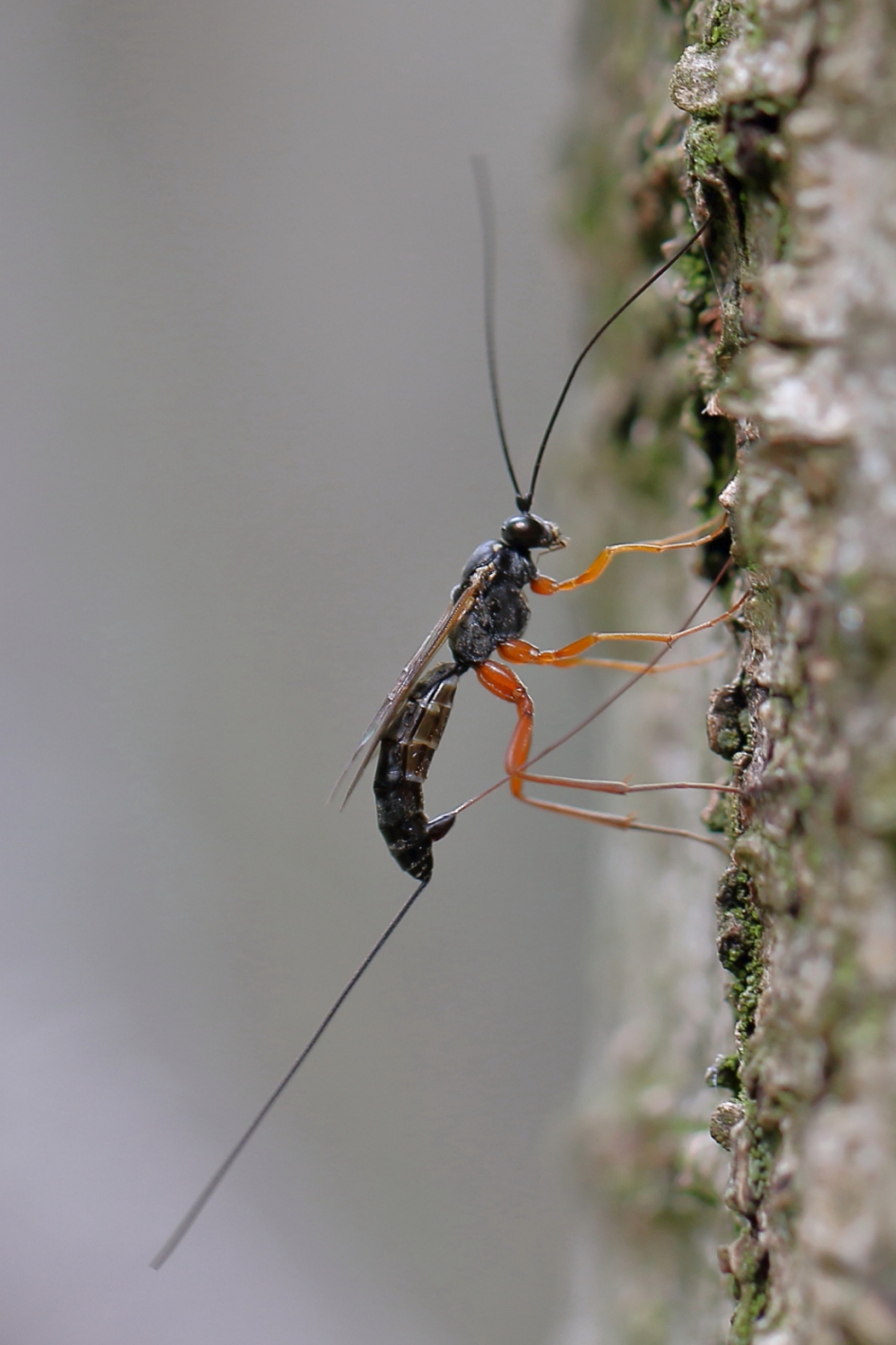 sluipwesp -v- zet eitjes af - Geleedpotigen - sluipwesp