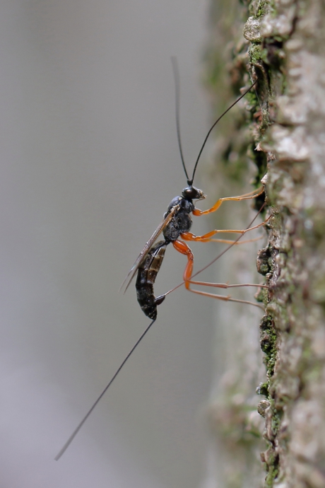 sluipwesp -v- zet eitjes af