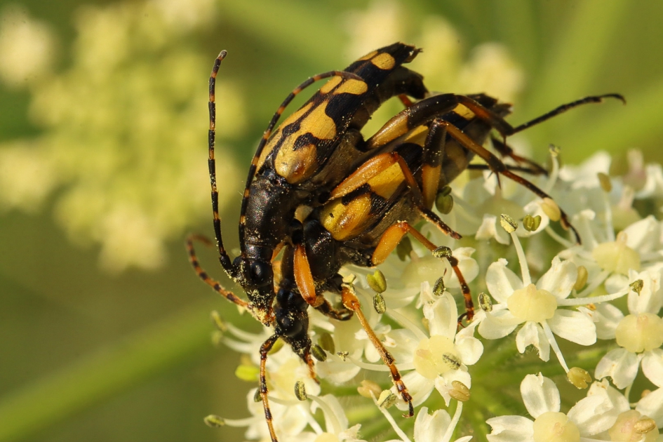 Smalboktorren eten intussen een hapje - Geleedpotigen - Geringelde smalboktor