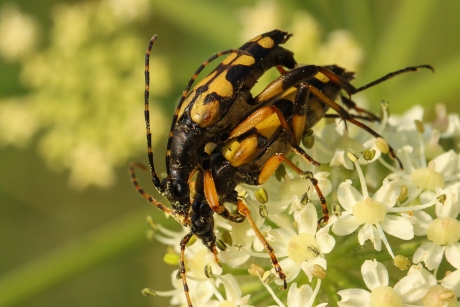 Smalboktorren eten intussen een hapje