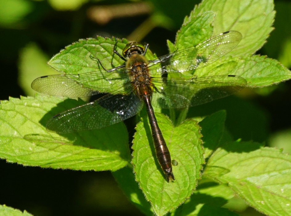 Smaragdlibel - Geleedpotigen - Smaragdlibel