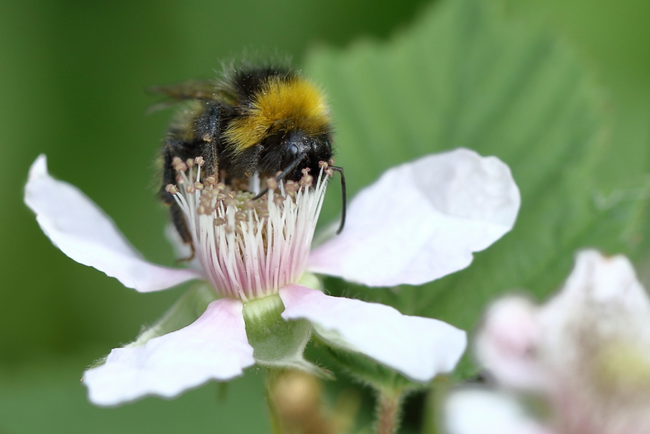 snoeptrommel - Geleedpotigen - 