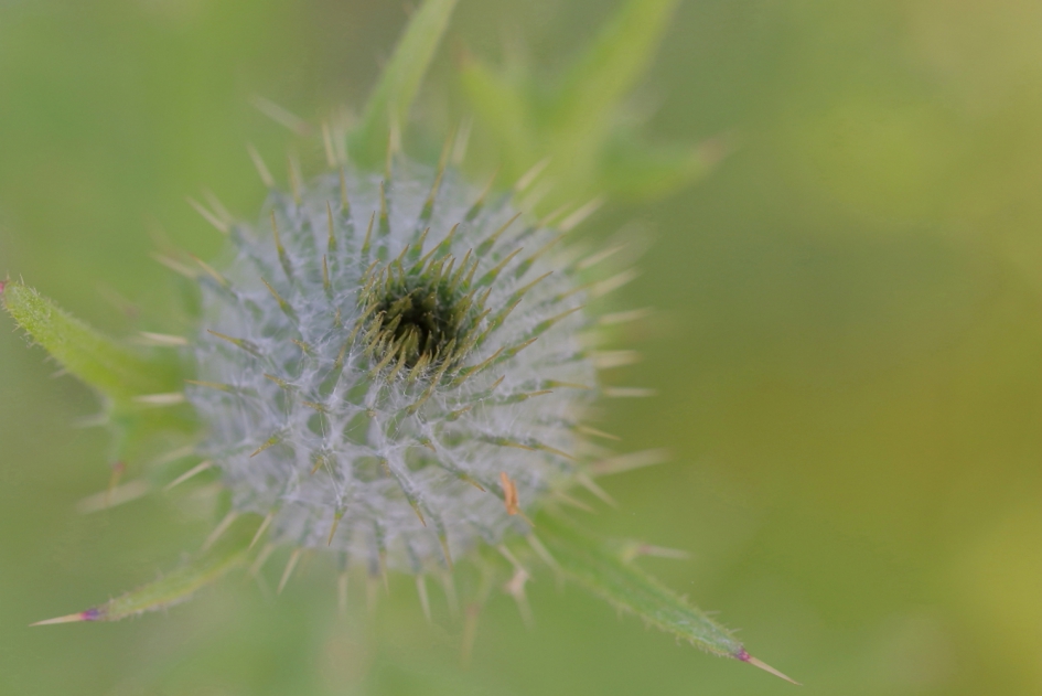 speerdistel - Planten - speerdistel