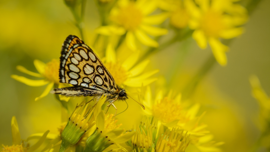 Spiegel dikkopje - Geleedpotigen - Spiegel dikkopje