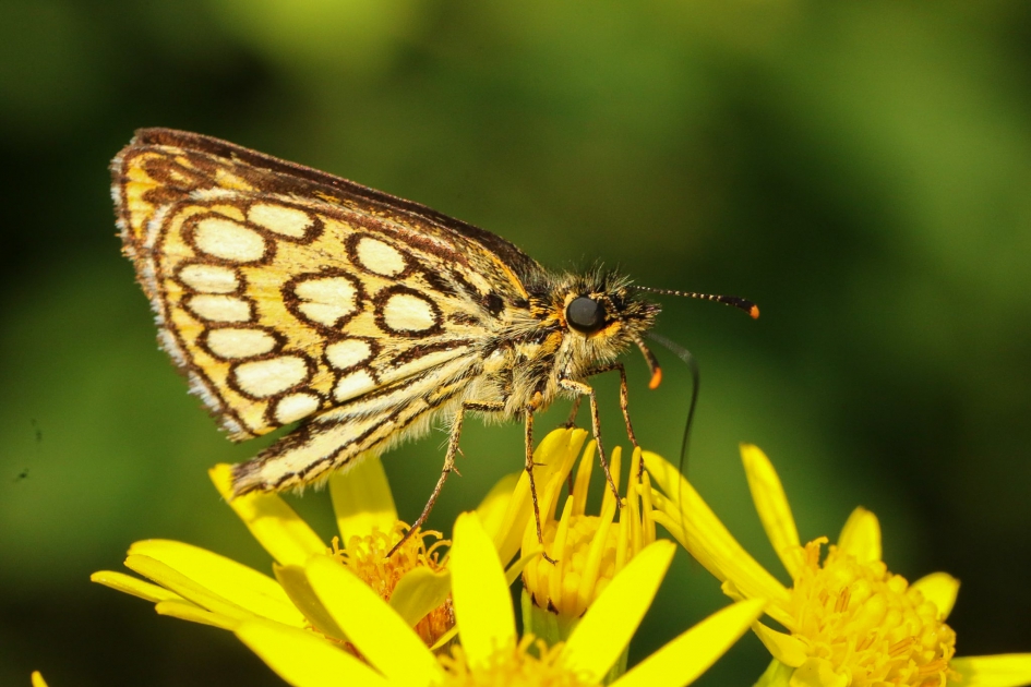 Spiegeldikkopje - Geleedpotigen - Spiegeldikkopje