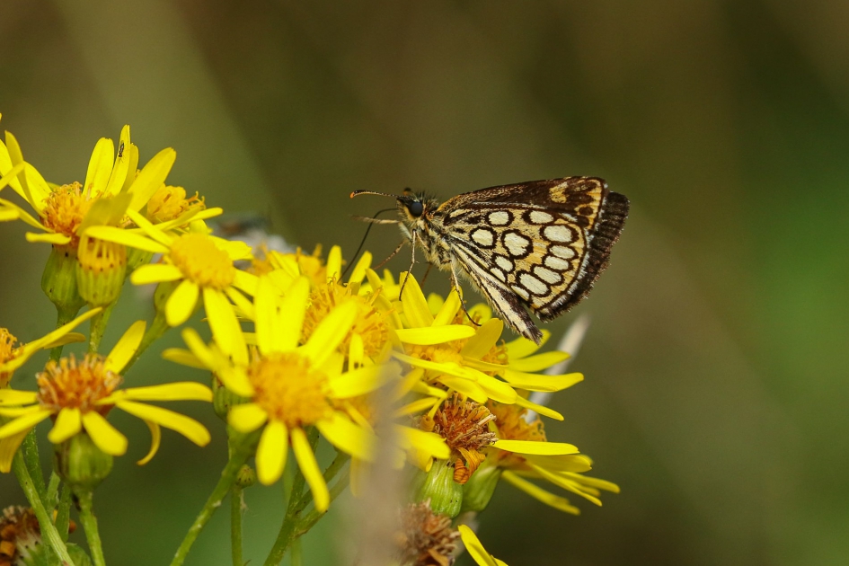Spiegeldikkopje - Geleedpotigen - Spiegeldikkopje