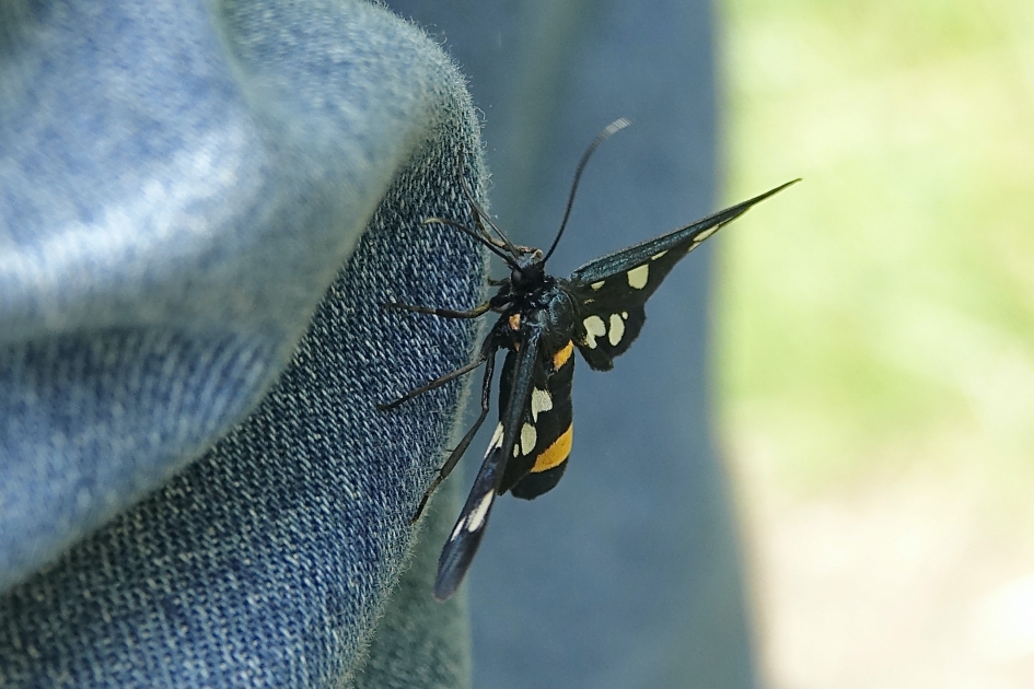 Phegea - Geleedpotigen - Phegeavlinder