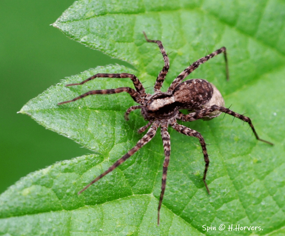 Spin - Geleedpotigen - Spin