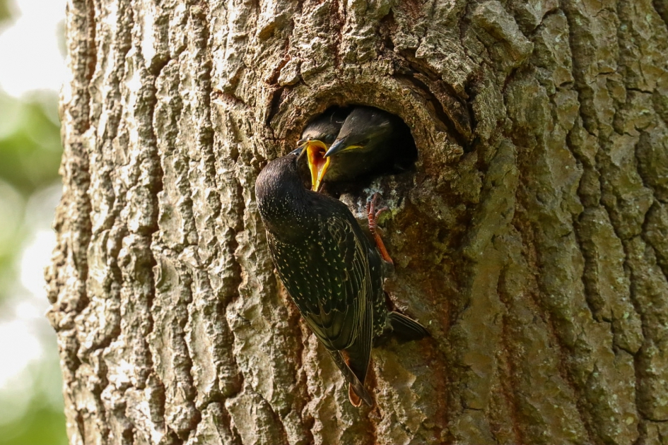 Spreeuwengezin - Vogels - Spreeuw