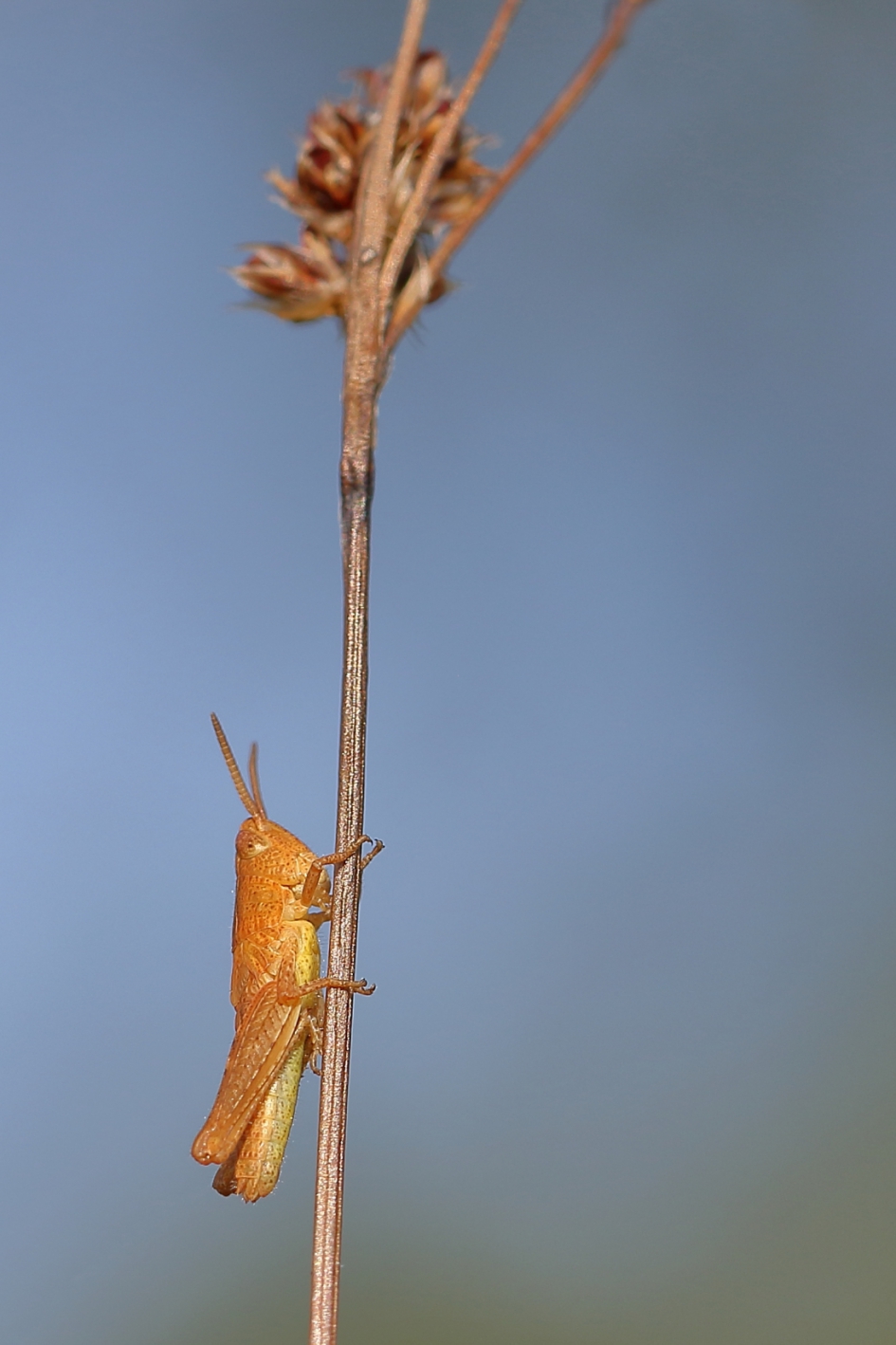 sprinkhaan uit de biguttulusgroep -nimf- - Geleedpotigen - 