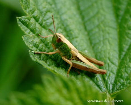 Sprinkhaan