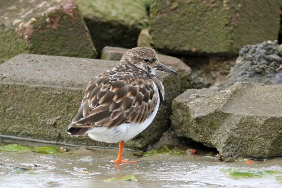 Steenloper winterkleed - Vogels - 