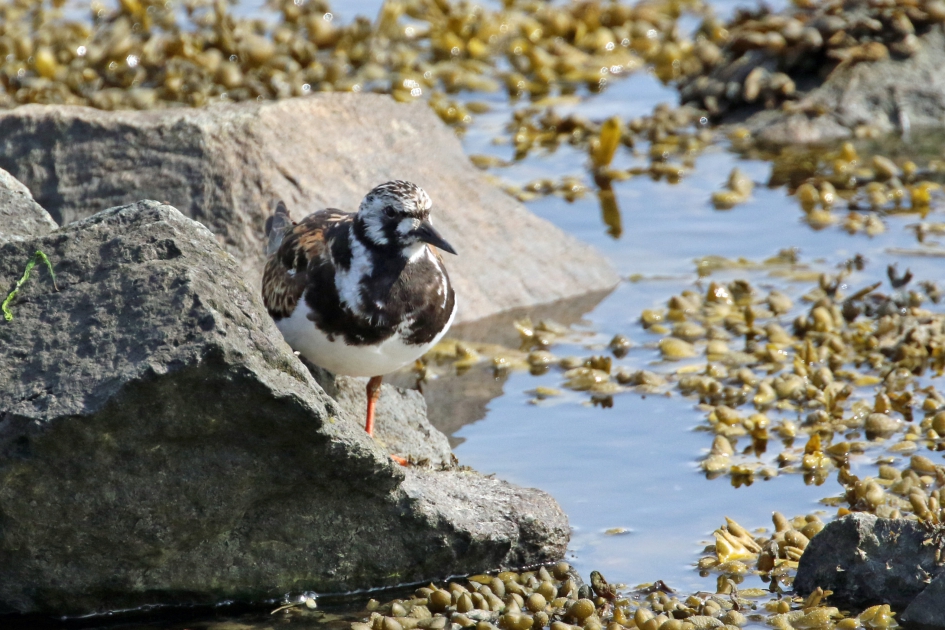 Steenloper zomerkleed - Vogels - 