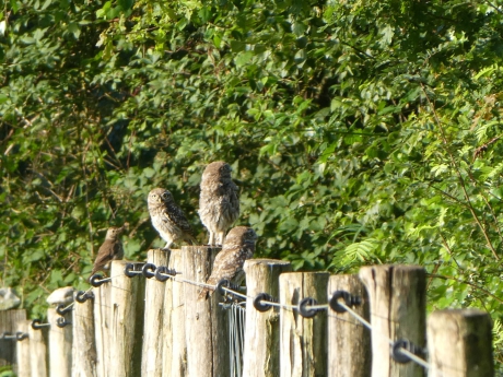 Steenuiltjes en grote lijster