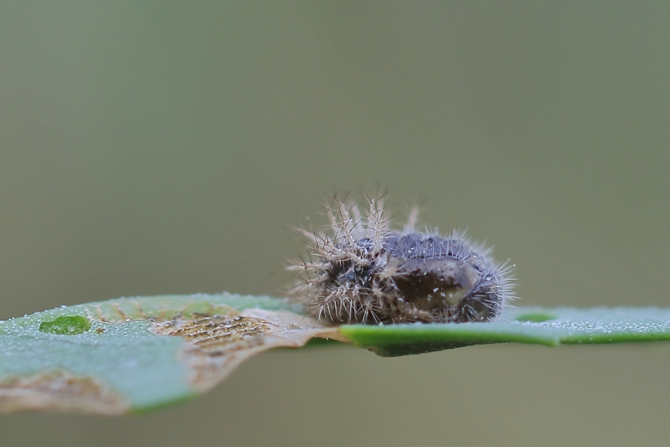 stekelig ipv stippelig - Geleedpotigen - vierentwintig stippelig lieveheersbeestje