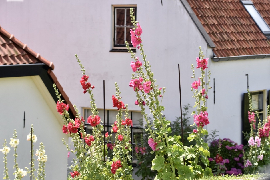 Stokrozen - Planten - 