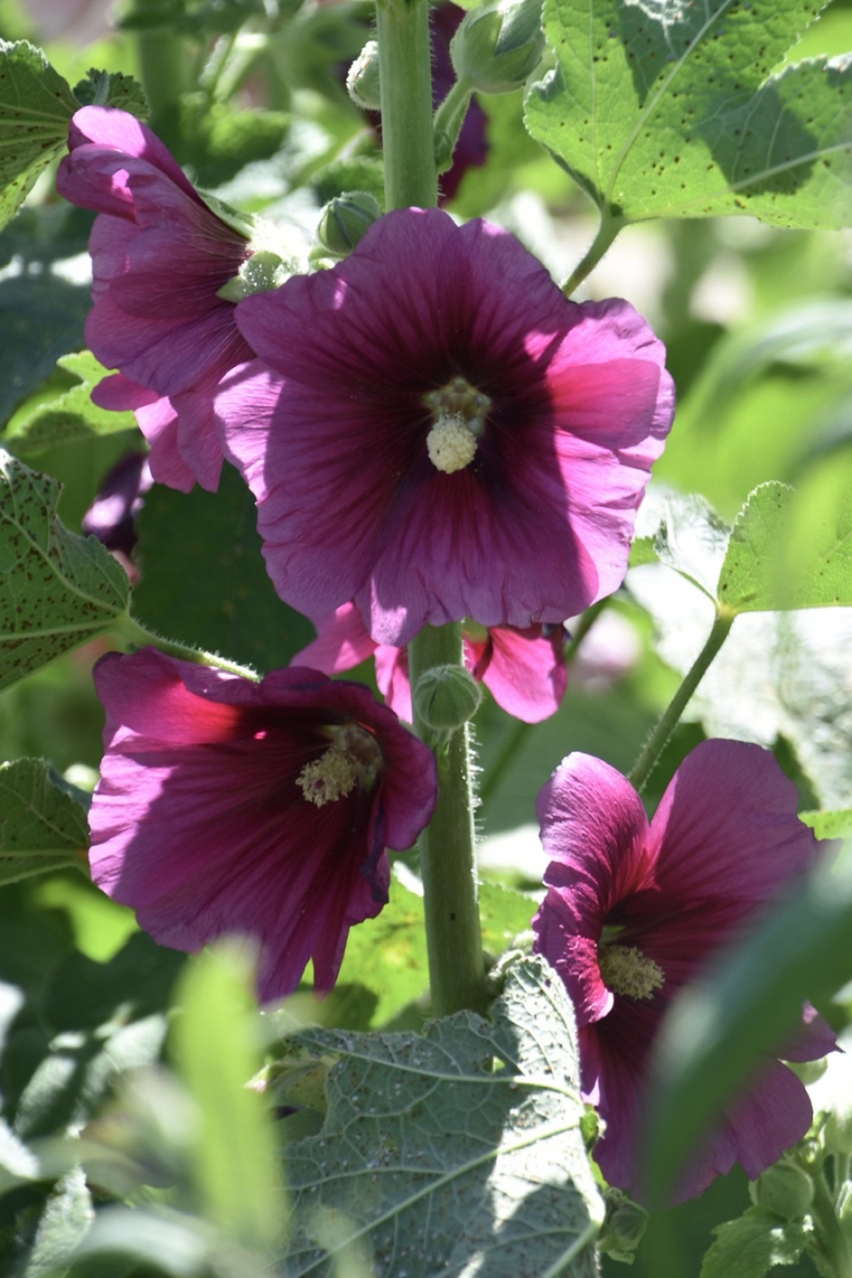 Stokrozen - Planten - 