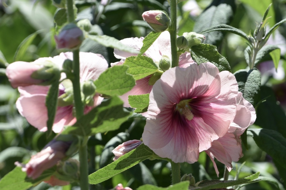 Stokrozen - Planten - 