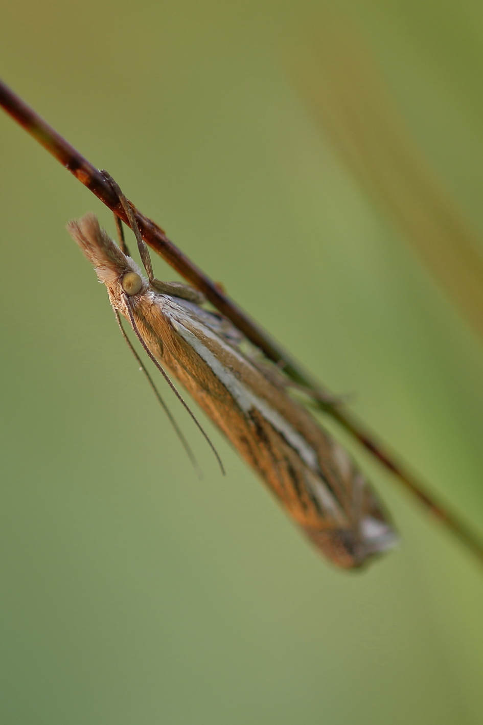 streepjescode - Geleedpotigen - streepjesgrasmot