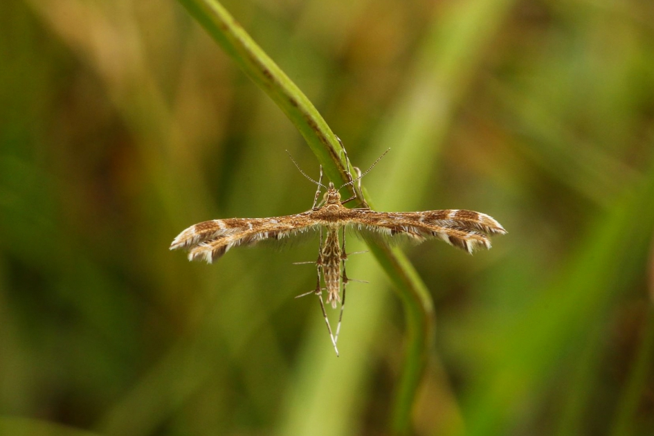 Streepzaadvedermot - Geleedpotigen - streepzaadvedermot