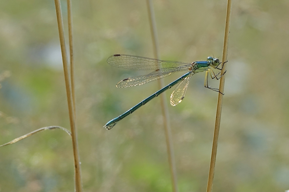 Tangpantserjuffer - Geleedpotigen - Tangpantserjuffer
