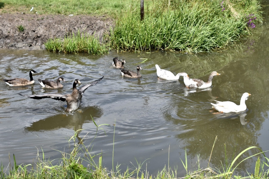Toch maar een ander plekje zoeken… - Vogels - 