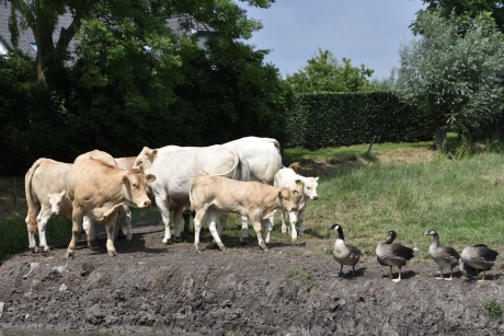 Toch maar wegjagen….