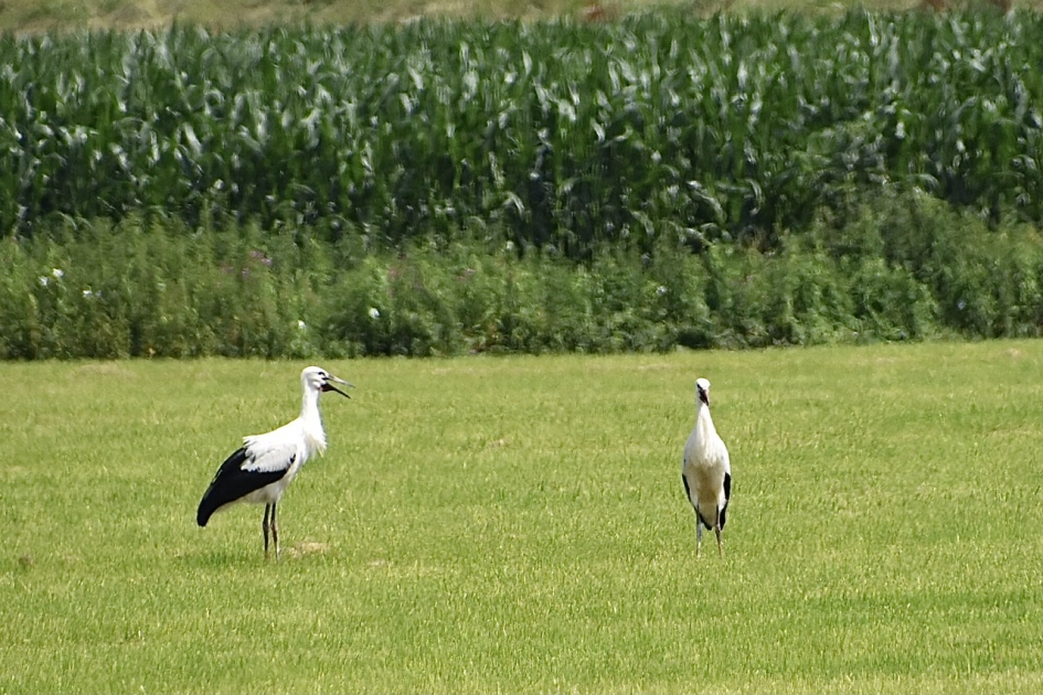 Twee jonge ooievaars - Vogels - 