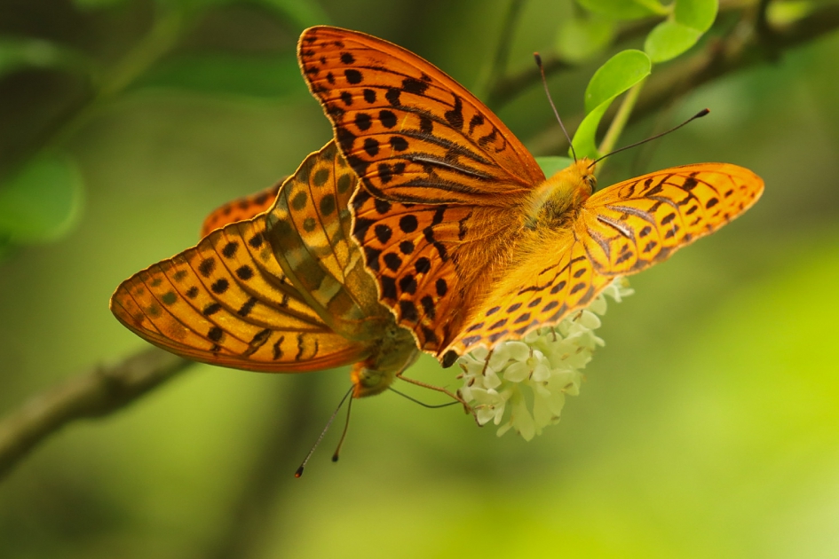 Twee keizersmantels - Geleedpotigen - Keizersmantel