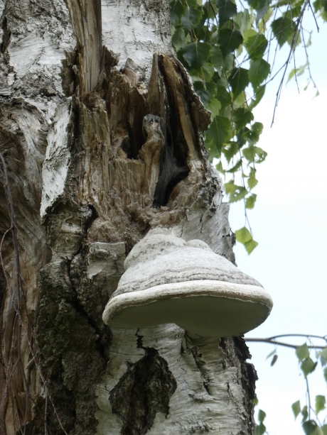 Vanmiddag langs de Plassen