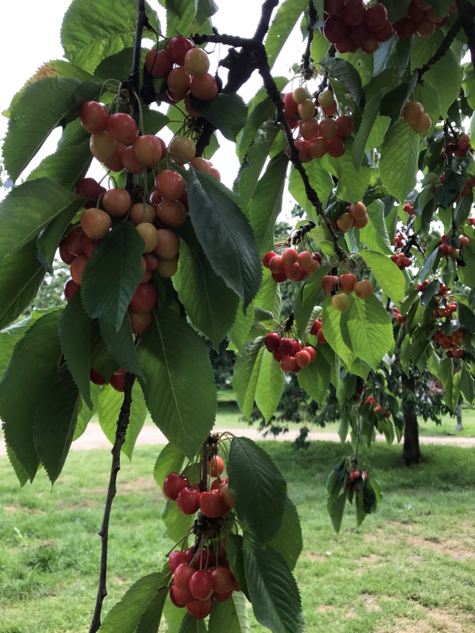 Veel hoogstambomen - Planten - 
