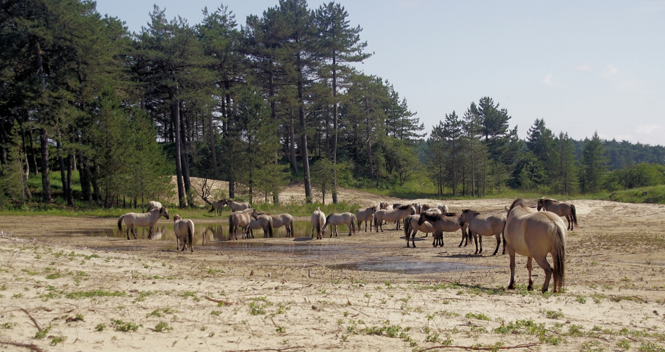 Veel koniks bij elkaar - Zoogdieren - Konik