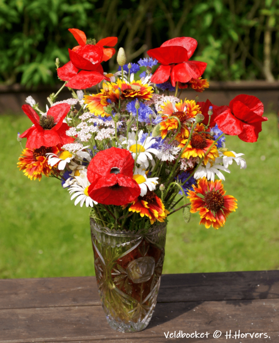 Veldboeket - Planten - Veldboeket
