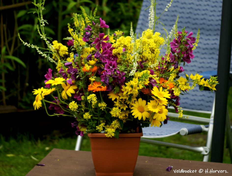 Veldboeket - Planten - Veldboeket