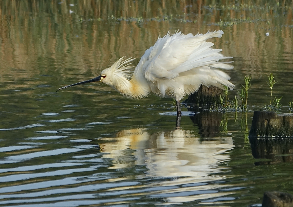 Veren schuddend - Vogels - Lepelaar