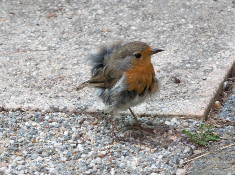 verfomfaaid roodborstje - Vogels - roodborst