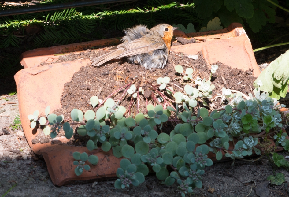 verfomfaaid roodborstje - Vogels - roodborst