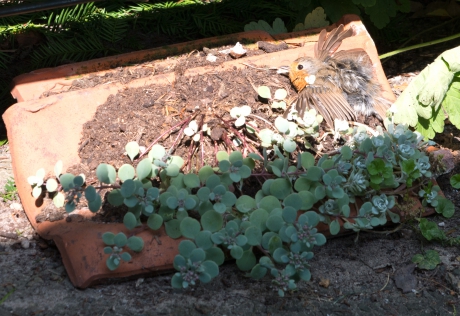 verfomfaaid roodborstje, zonnend op een dakpan