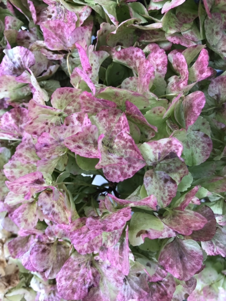 Verkleurde hortensia